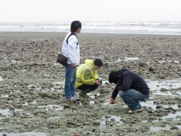 藻礁、石滬重現　新豐海邊觀光新亮點 共4張圖片