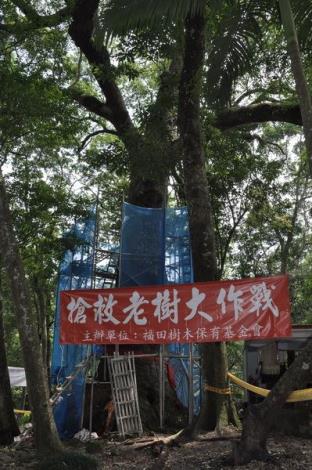 搶救老樹　北埔二寮神木今「回診」