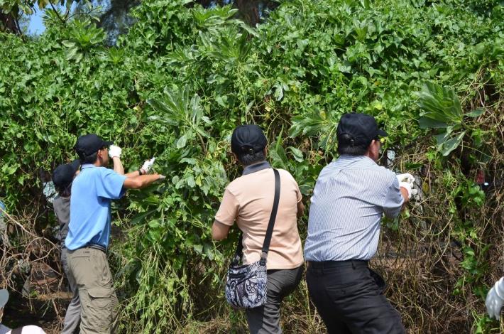 動作快　加入小花蔓澤蘭收購活動領防蚊醋液 共2張圖片