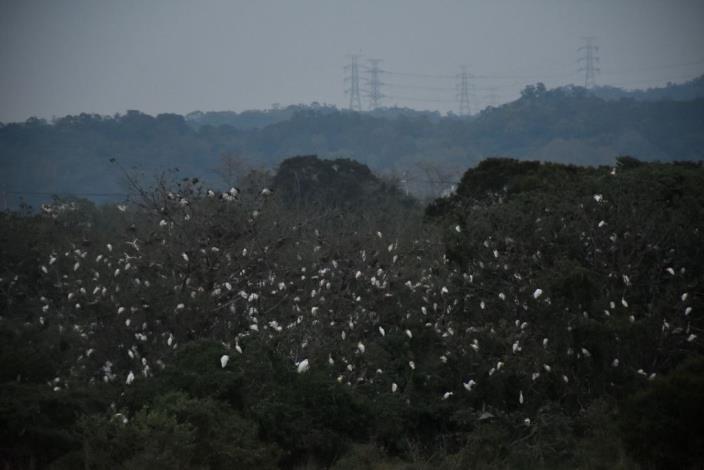 竹東地區最佳賞鳥地點　暮春三月生態公園河岸白鷺鷥群聚 共5張圖片