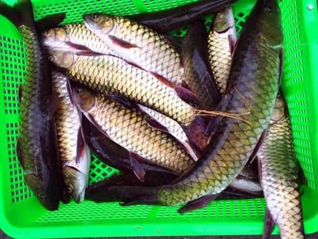 嚴重危害原生魚種　釣魚環保協會舉辦移除何氏棘魞釣魚比賽