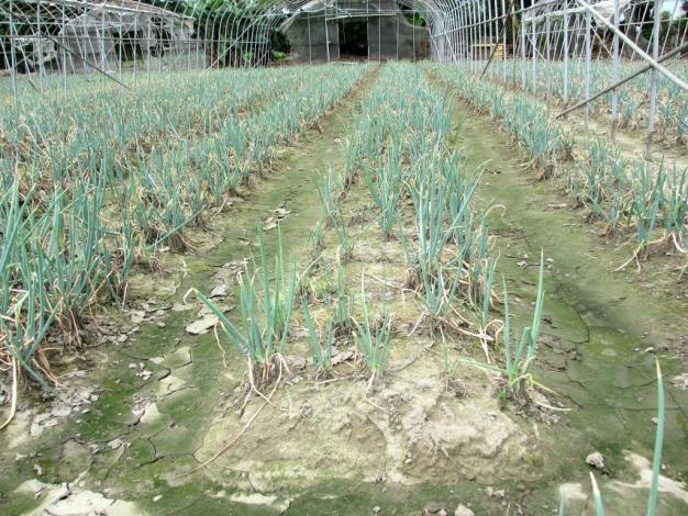 竹北市蔥受損達20%每公頃補助4萬 即日起至7月16日受理申請