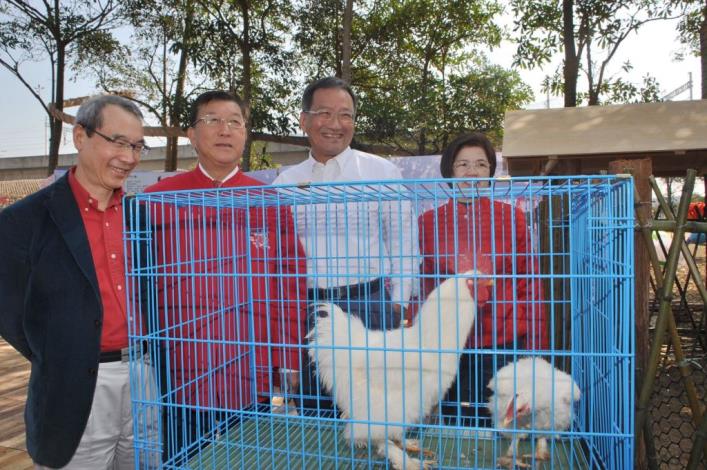 臺灣原生種「保種雞」在主燈區亮相 民眾賞燈兼保育保種