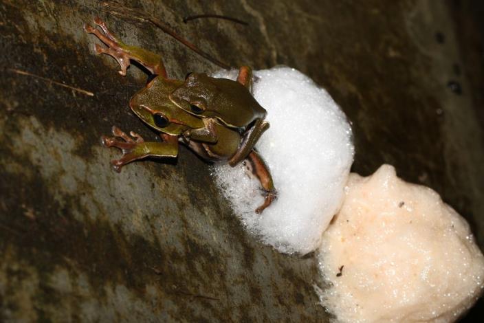 保育類樹蛙現聲東眼山 一起來參加【青蛙王子的約會】吧