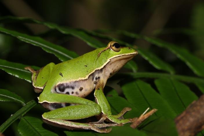 保育類樹蛙現聲東眼山 一起來參加【青蛙王子的約會】吧