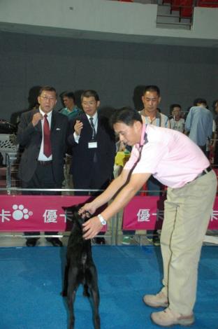 新竹縣國際畜犬展覽比賽 台灣犬爭取國際認定