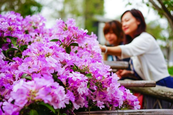 蒜香藤紫色盛開　週末歡迎新瓦屋賞花