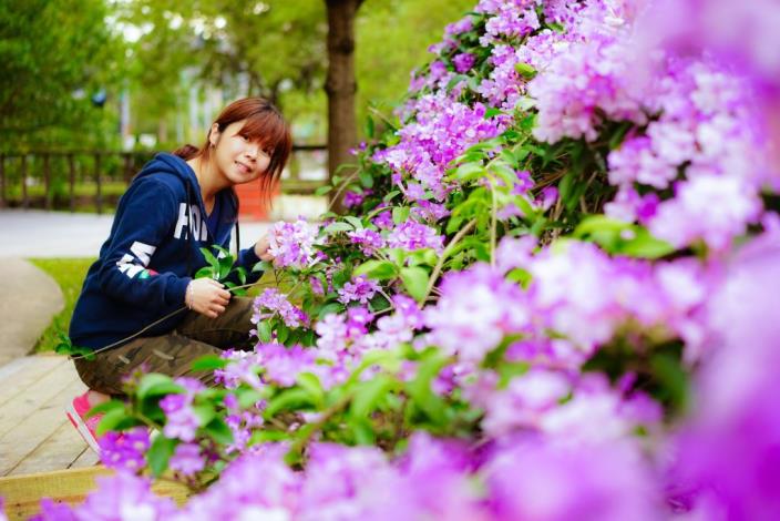 蒜香藤紫色盛開　週末歡迎新瓦屋賞花