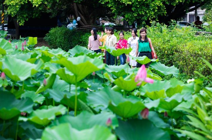 新瓦屋生態池荷花綻放，一同來賞荷!