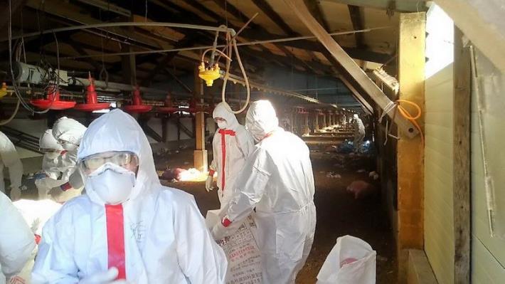 新豐鄉傳H5N2亞型禽流感疫情  1日進行撲殺作業