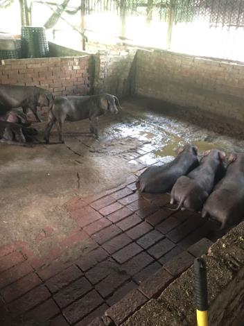 竹縣嚴查廚餘養豬  阻絕非洲豬瘟保護養豬產業 共2張圖片