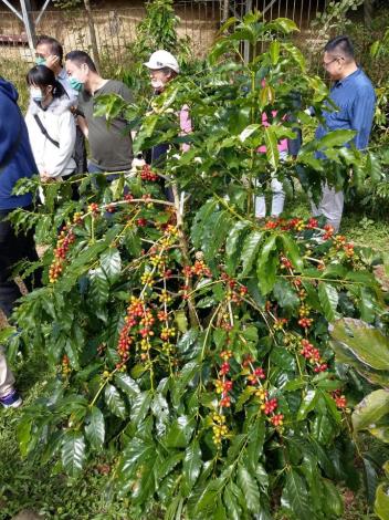 官網-縣府積極輔導公所下，大幅提升關西咖啡種植面積，目前已達4.95公頃(出處馬武督咖啡生產合作社、關西鎮公所)