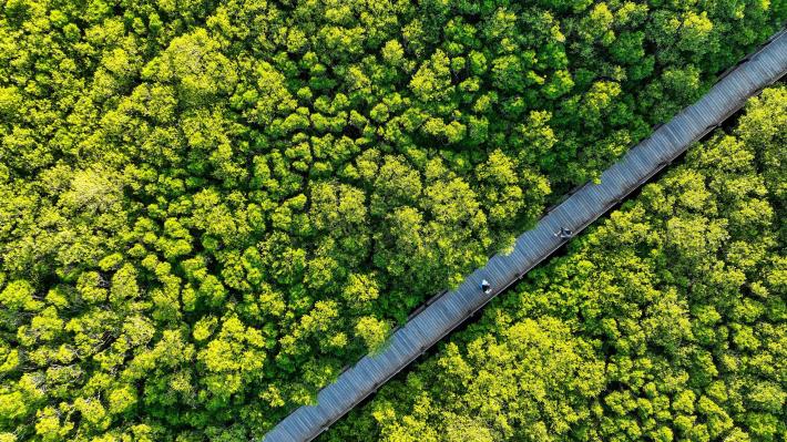 官網-「綠色海岸」農遊軸帶，民眾可漫步新豐紅樹林步道