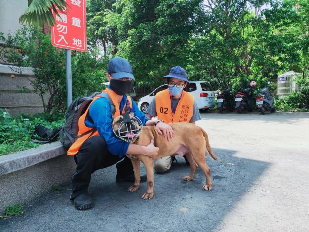 官網-新竹縣動保志工帶收容犬隻放風散步。