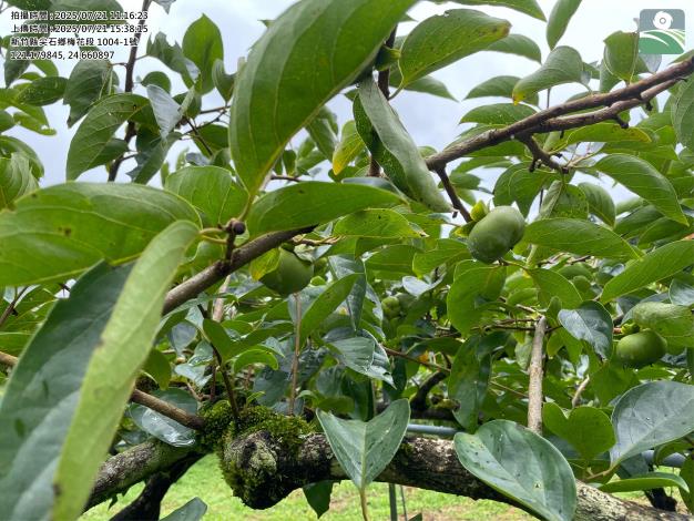 梅花段1004-1地號_0 的圖片