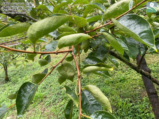 梅花段942地號_0