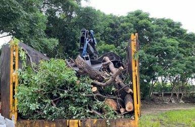 修剪後枝條加工前照片