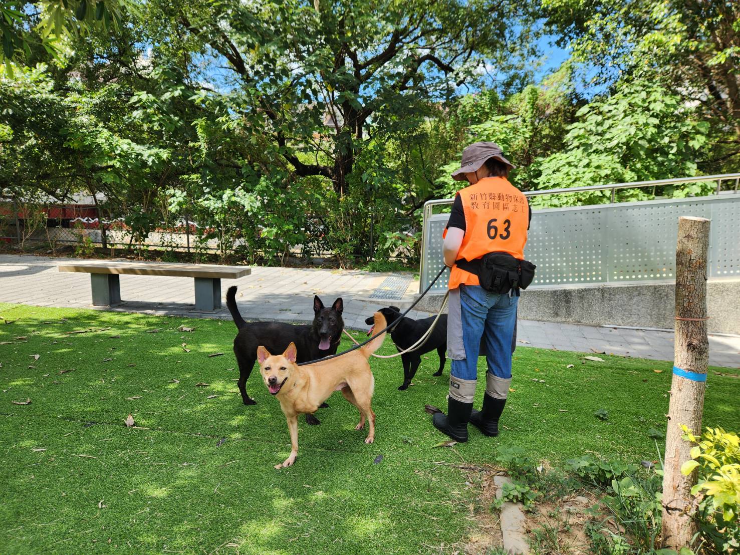 新竹縣動保志工帶目前動保所內收容犬隻出門散步。