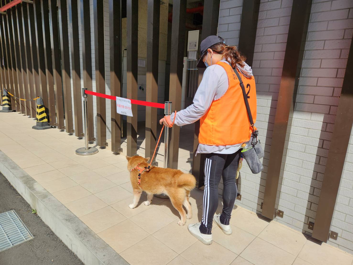新竹縣動保志工帶目前動保所內收容犬隻出門散步。