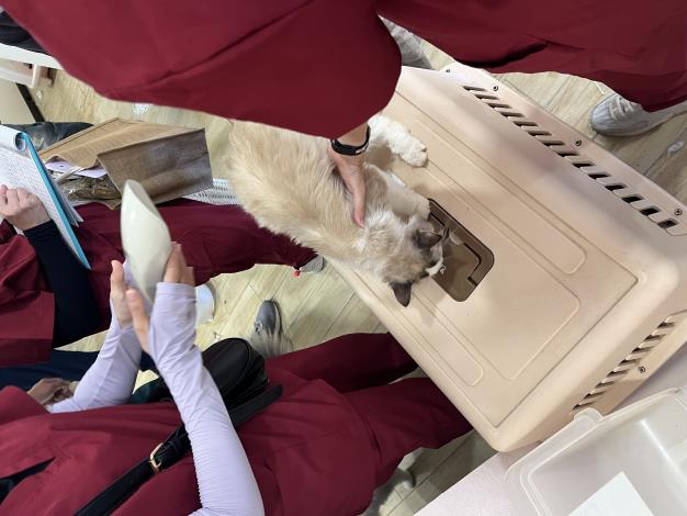 03進行貓隻晶片掃描清點