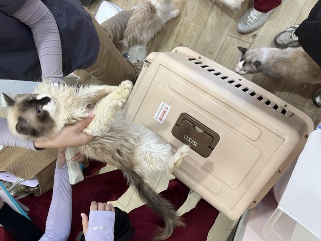 04進行貓隻晶片掃描清點