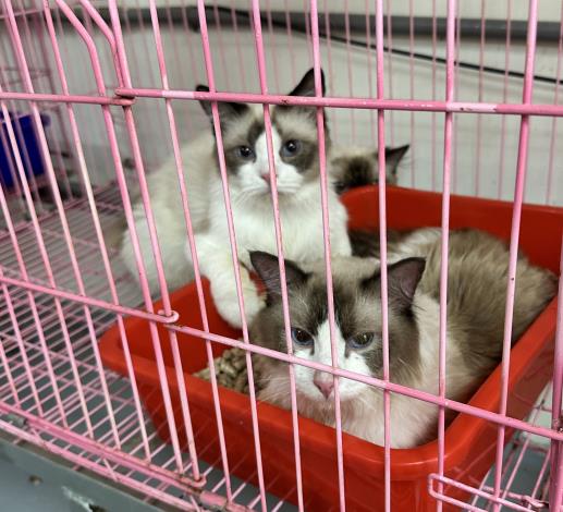 06貓扣留後已安全安置