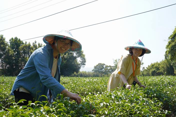 官網-體驗採茶_0