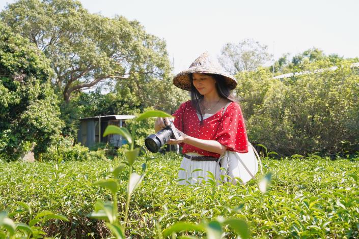 官網-茶園觀光_0