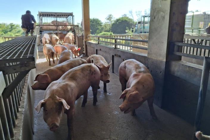 官網-豬隻今天中午後過恢復運送 的圖片