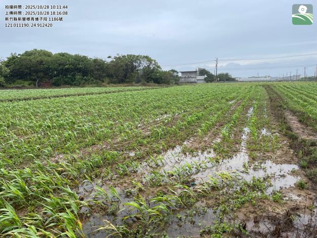 高粱災害照片 的圖片
