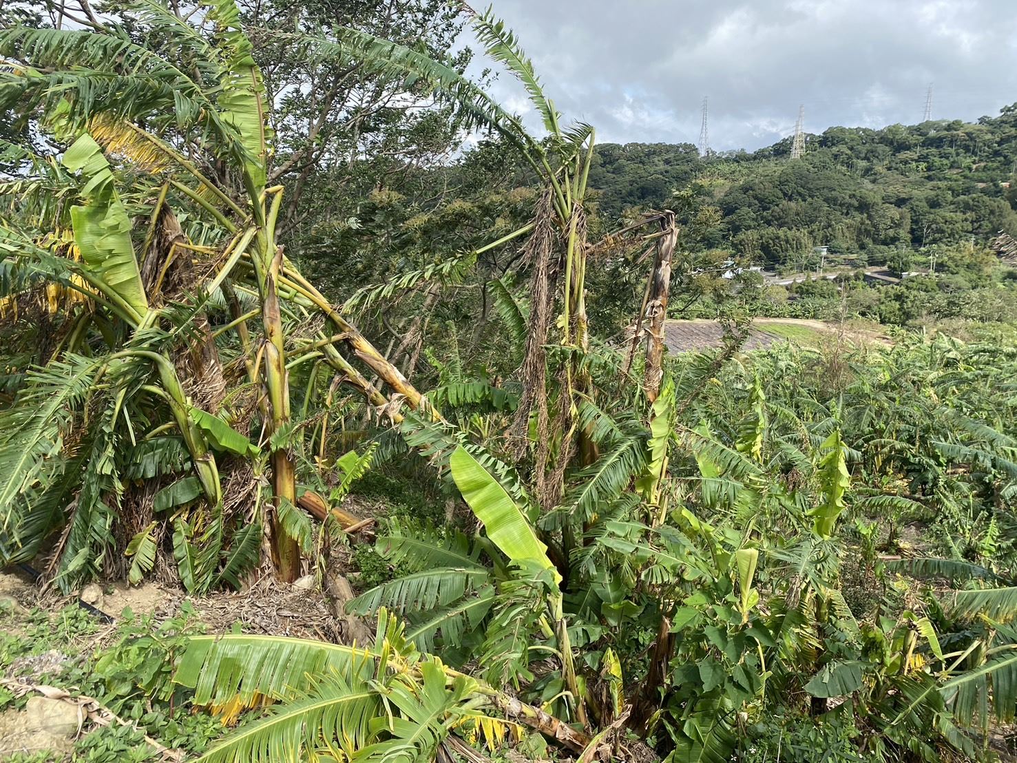 圖片來源:新竹縣政府
