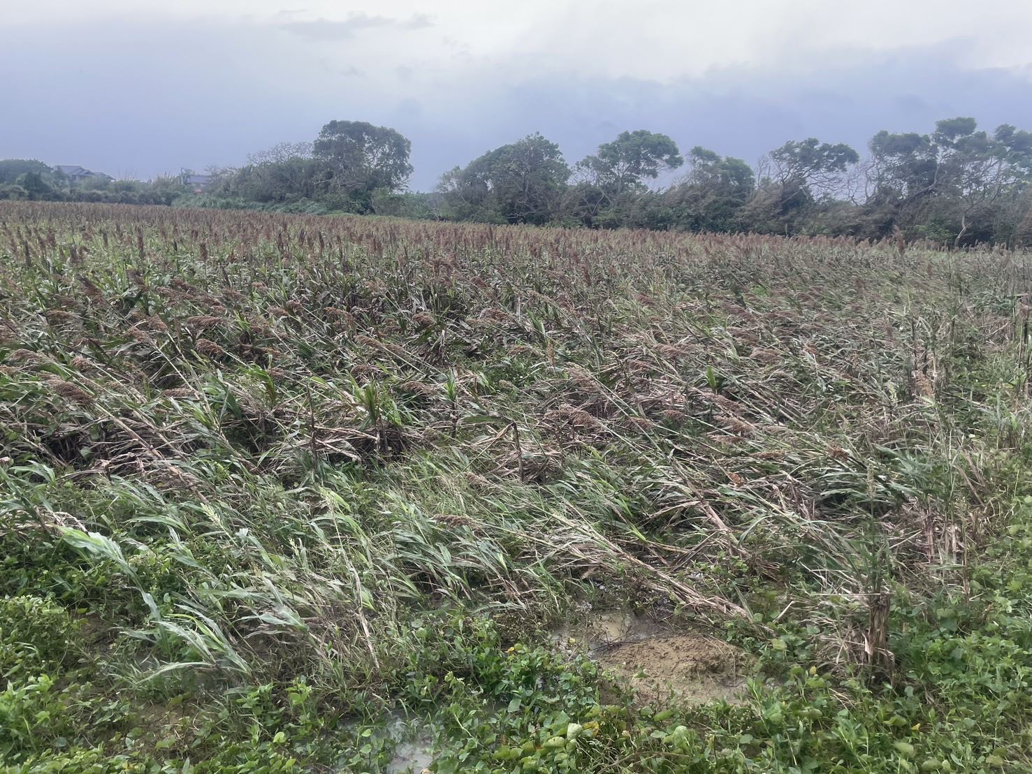 圖片來源:新竹縣政府