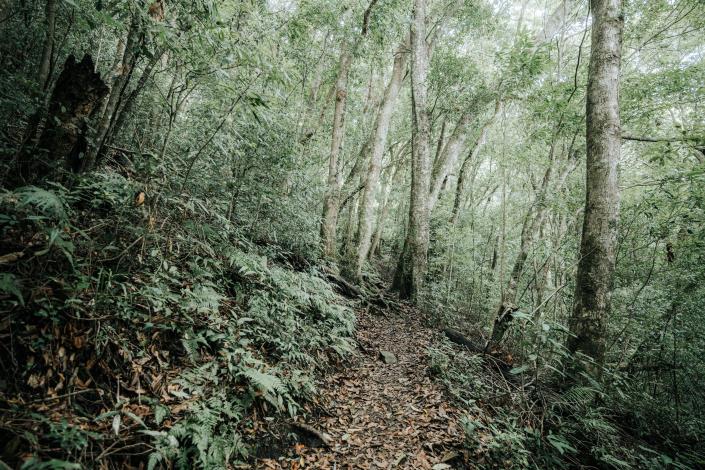 官網-李棟山步道