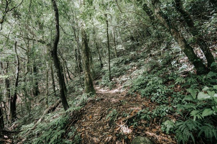官網-李棟山步道-2