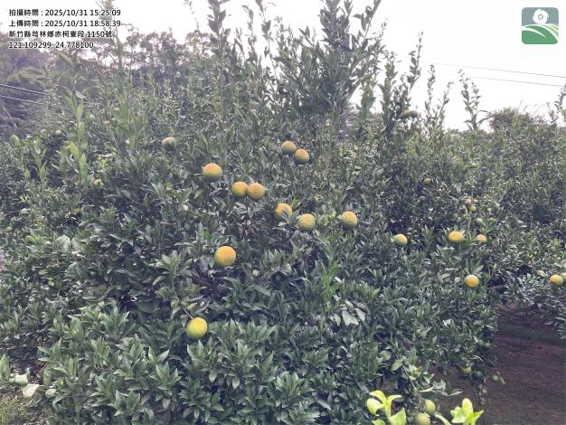 桶柑高溫災損照片1 的圖片