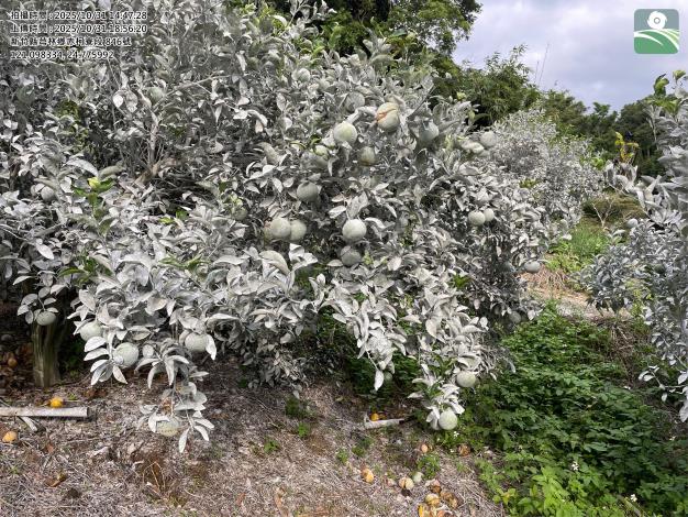 茂谷柑豪雨災損照片2 的圖片