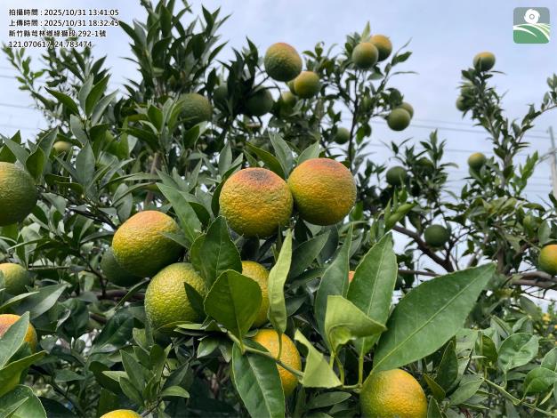 桶柑高溫災損照片2 的圖片