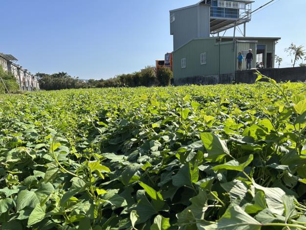 歡迎全國民眾來挖地瓜 的圖片