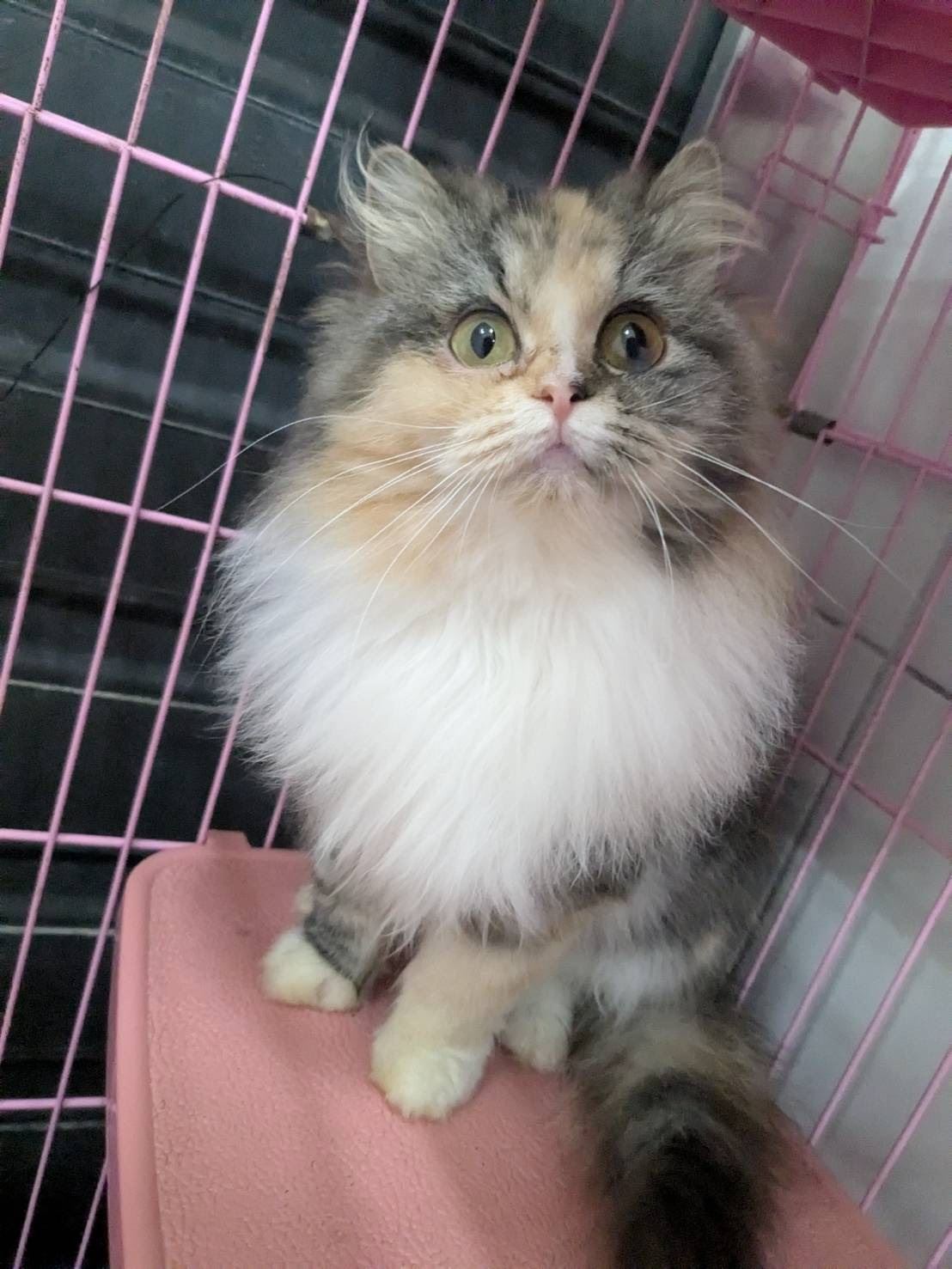 圖片來源：新竹縣政府