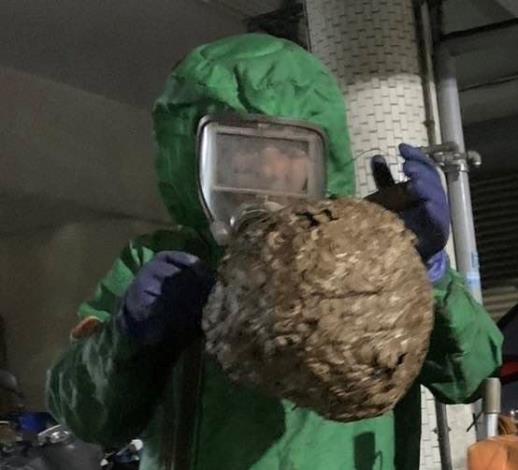 住家附近發現蜂巢可打通報119