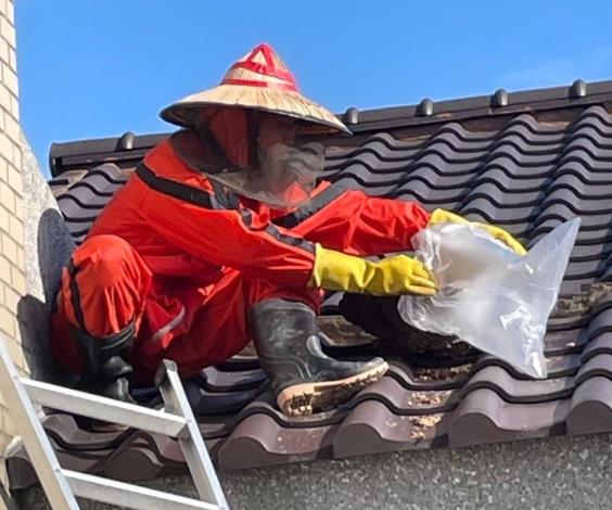 住家附近發現蜂巢通報119將有專人協助摘除