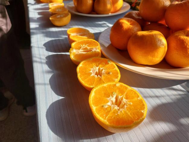 官網-現場競爭相當激烈，充分展現寶山椪柑優質的生產實力。新竹縣寶山鄉農會提供