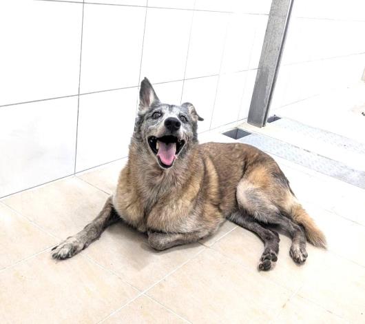 04-新埔狗園沒入動物在收容所現況