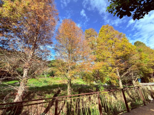 官網-新埔鎮九芎湖步道群，是結合健行與賞落羽松的熱門路線。