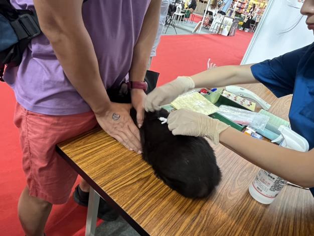 115年起貓隻強制寵物登記