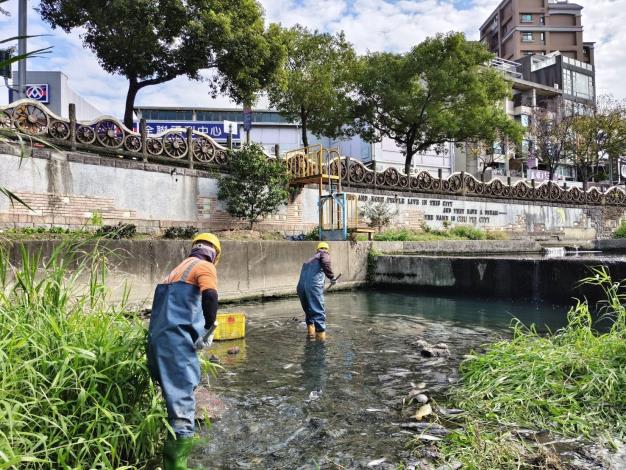 新竹縣政府工務處獲報立即請廠商清理豆子埔溪魚屍，維護水環境。