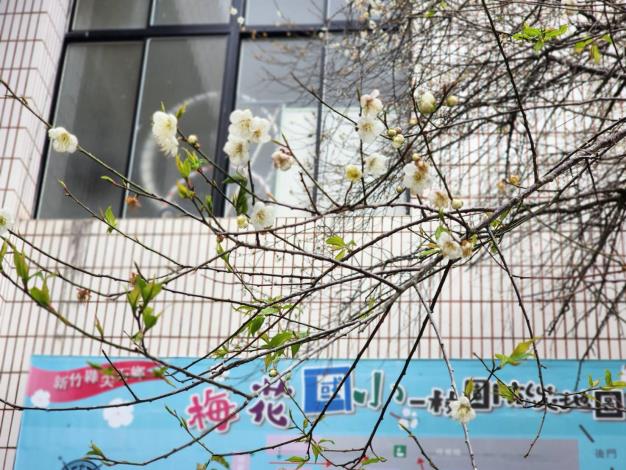 梅花國小梅花