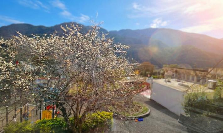 梅花國小梅花樹
