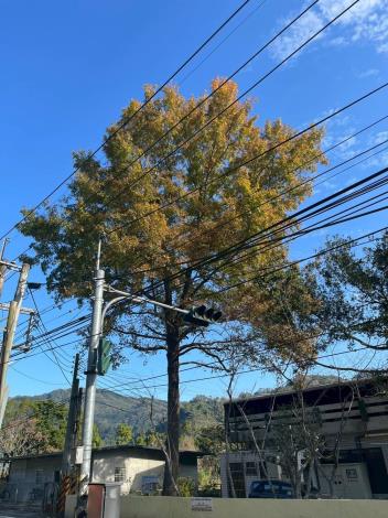 瑞峰國小楓香樹