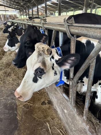 乳牛穿戴智能監控項圈照片